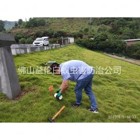 狮山水利工程红火蚁防治